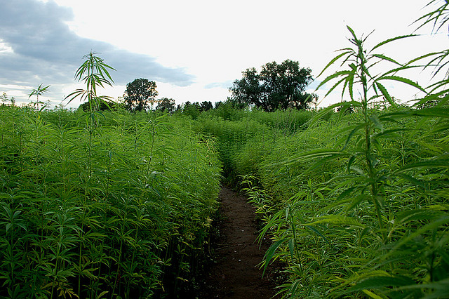 canapa industriale e carbon farming