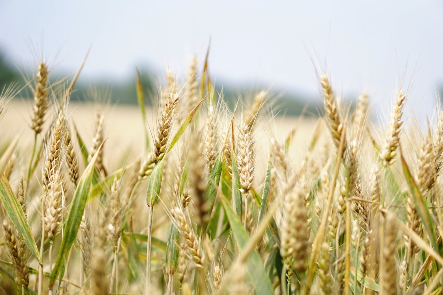 carbon farming