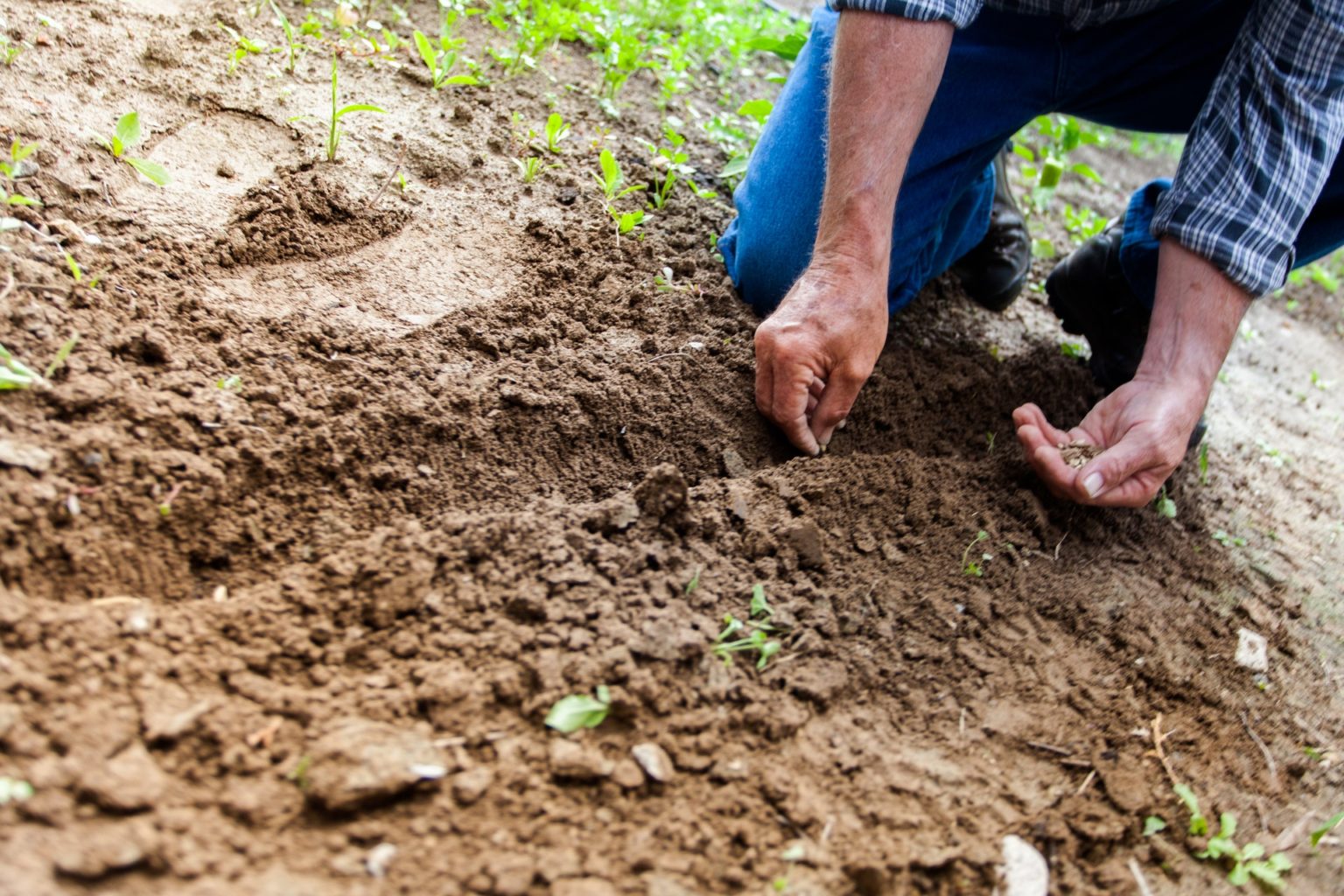 crediti di carbonio agricoltura